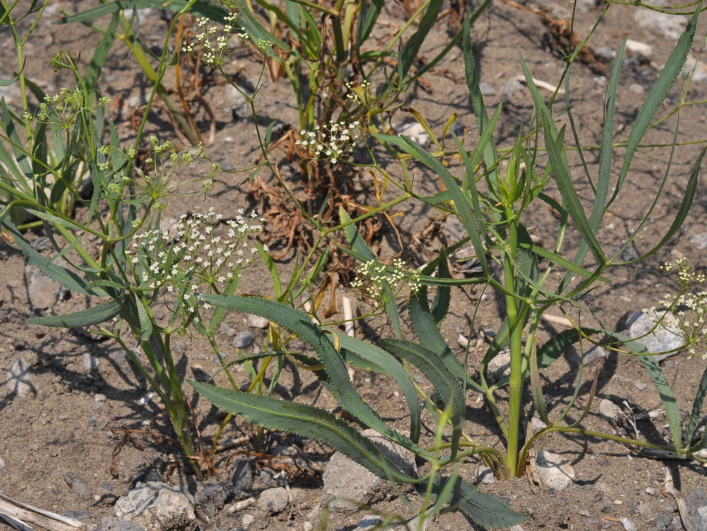 معرفی و راهنمای پرورش گیاهان دارویی - فالکاریا / علف داسی